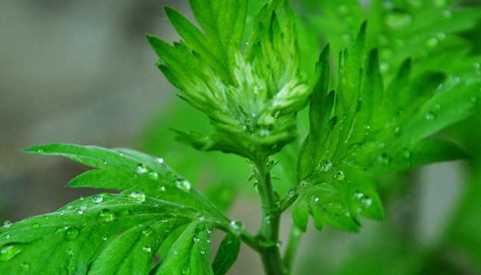 艾草的功效与作用 艾草图片